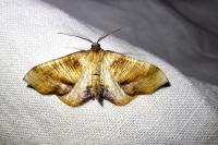 Plagodis dolabraria