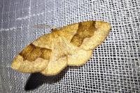 Plagodis pulveraria