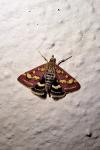 Pyrausta purpuralis