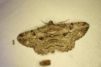 Peribatodes rhomboidaria rhomboidaria