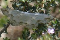Scopula ornata