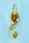 Chersotis oreina