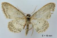 Idaea seriata