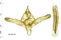 Idaea seriata