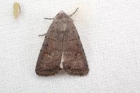 Caradrina noctivaga