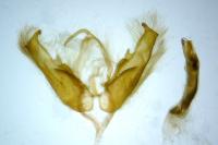 Caradrina noctivaga
