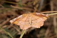 Apeira syringaria