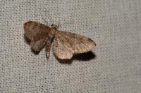 Eupithecia vulgata