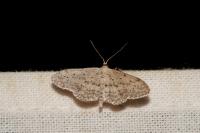 Idaea seriata