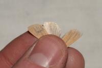 Mythimna pallens