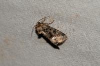 Oligia strigilis/versicolor