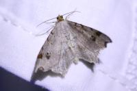 Macaria notata