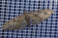 Eupithecia abbreviata