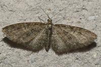 Eupithecia abbreviata