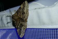 Lycia hirtaria
