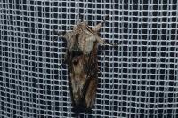 Egira conspicillaris