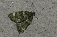 Chloroclysta siterata