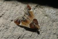 Pyralis farinalis