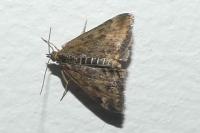 Pyrausta despicata