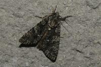 Acronicta rumicis