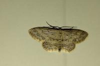 Idaea seriata