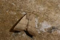 Charanyca trigrammica