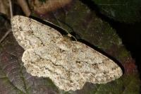 Ectropis crepuscularia
