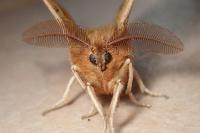 Aglia tau
