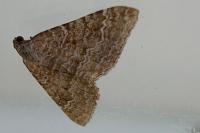 Cataclysme riguata
