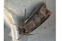 Agrotis ipsilon