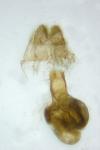 Eupithecia schiefereri