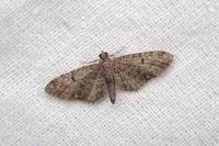 Eupithecia abbreviata