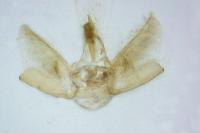 Eupithecia abbreviata