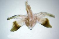 Cyclophora suppunctaria