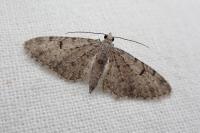 Eupithecia distinctaria