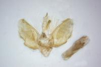 Eupithecia distinctaria
