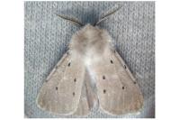 Diaphora mendica