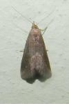 Schrankia costaestrigalis