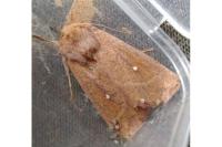 Mythimna albipuncta