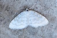 Asthena albulata