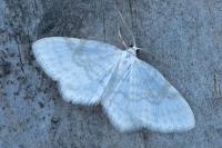 Asthena albulata