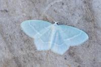 Jodis lactearia