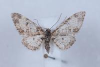 Eupithecia irriguata