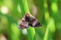 Panemeria tenebrata