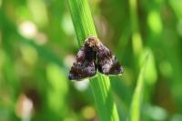 Panemeria tenebrata