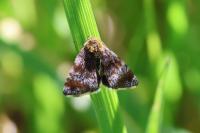 Panemeria tenebrata