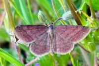 Scopula rubiginata