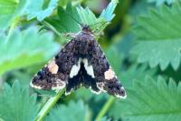 Tyta luctuosa