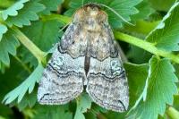 Tethea ocularis