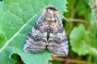 Tethea ocularis